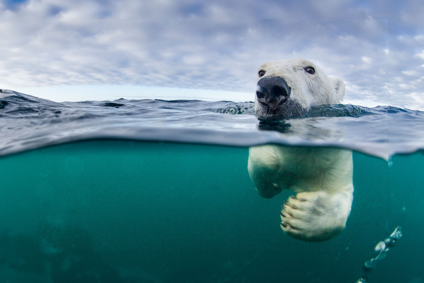 Polar Bear