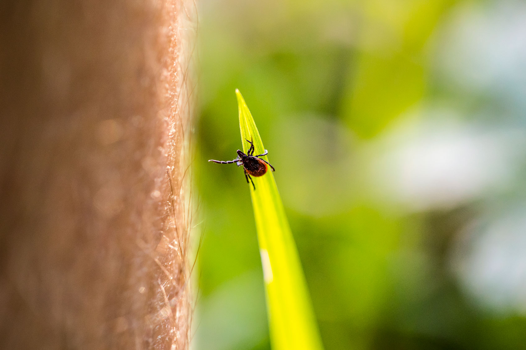 Tick Reaching For Human Leg (Getty Images/kmatija)