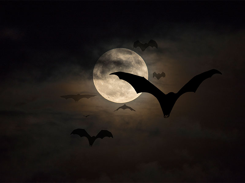 Bats flying