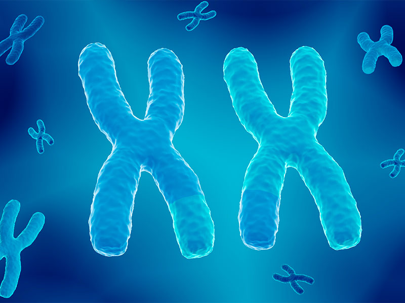 Crossing-over of chromatids, illustration