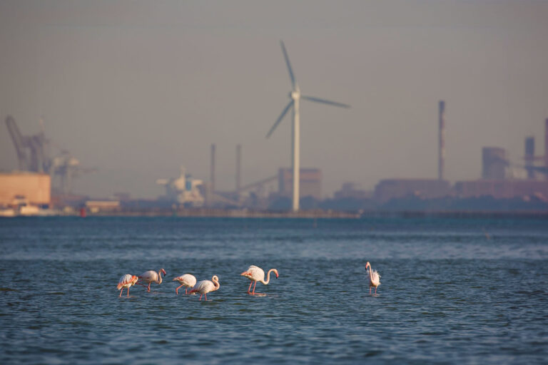 Birds Pink Flamingos, Pruber, Camargue Regional Natural Park, Paca Region, South of France. (Education Images/Universal Images Group via Getty Images)
