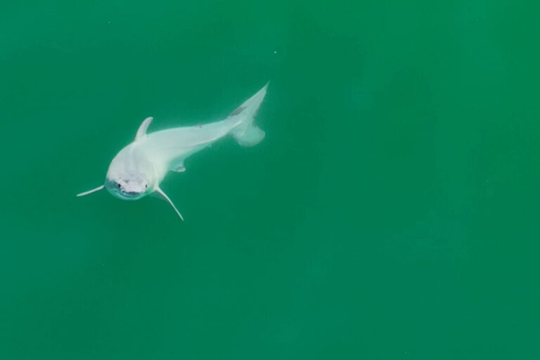 Newborn great white shark. (Carlos Gauna/The Malibu Artist)