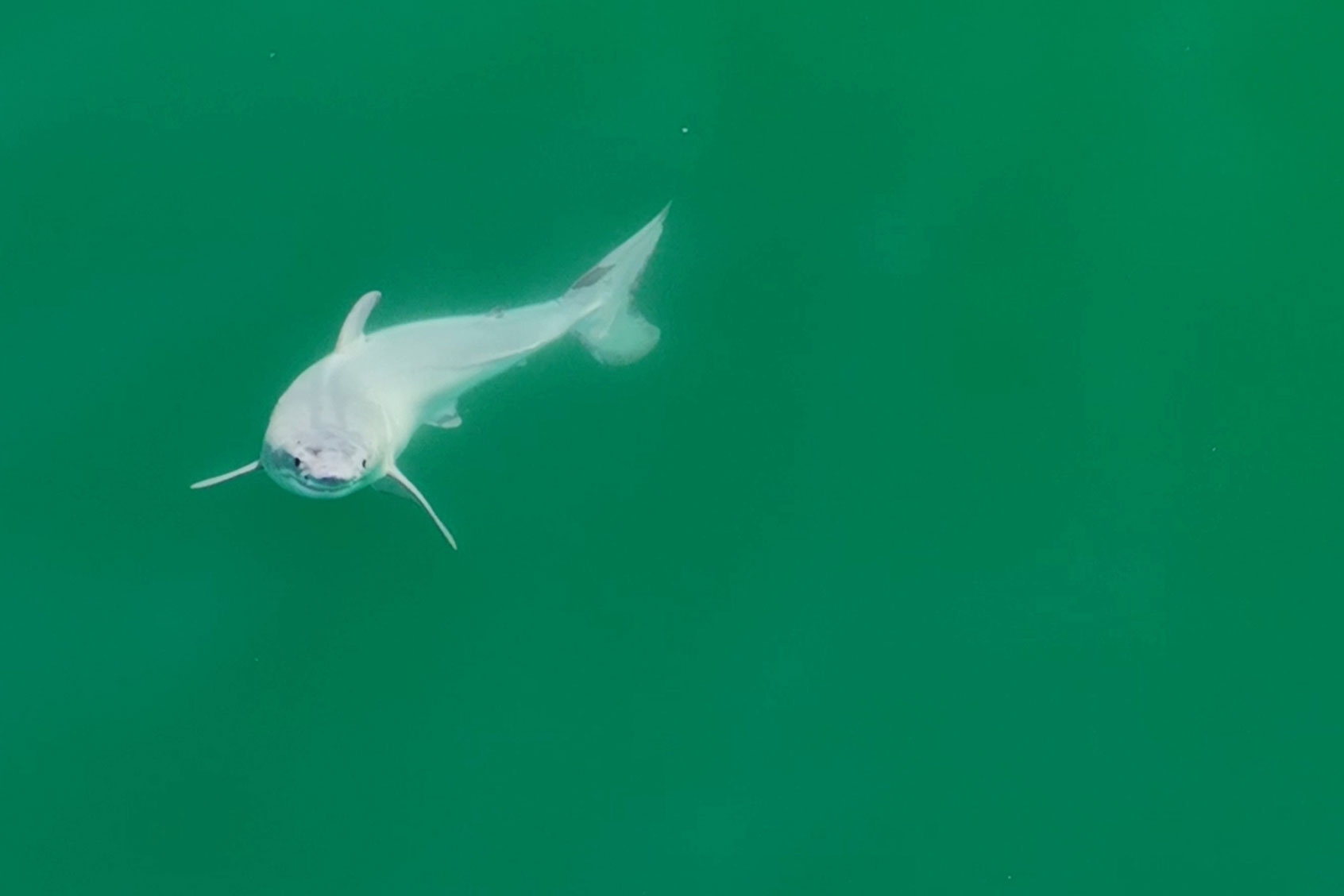 Newborn great white shark. (Carlos Gauna/The Malibu Artist)