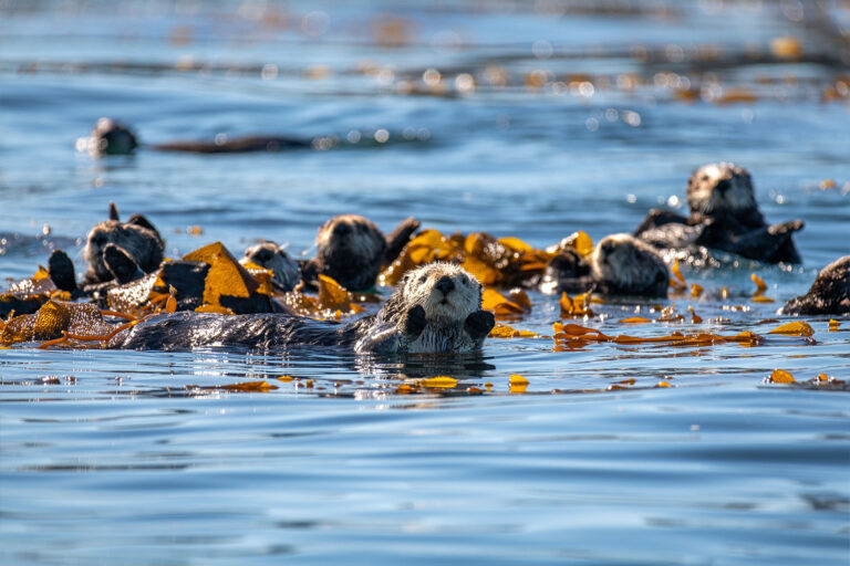 A raft of sea otters (Enhydra nereis) congregates off the back deck of the Monterey Bay Aquarium in kelp. (Monterey Bay Aquarium / Tyson V. Rininger)