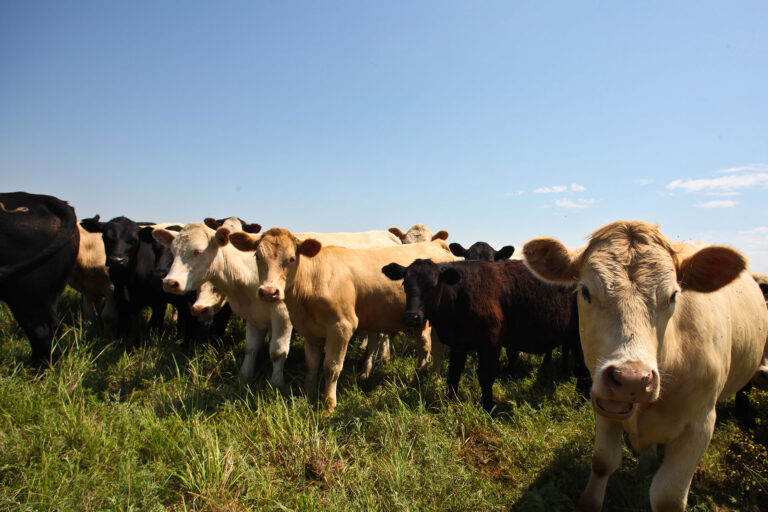 Cows Pose in a Kansas Pasture (Getty Images/andykatz)