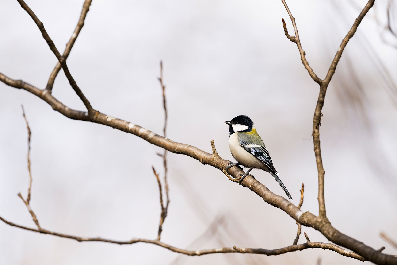 Japanese tit (Getty Images/rockptarmigan)