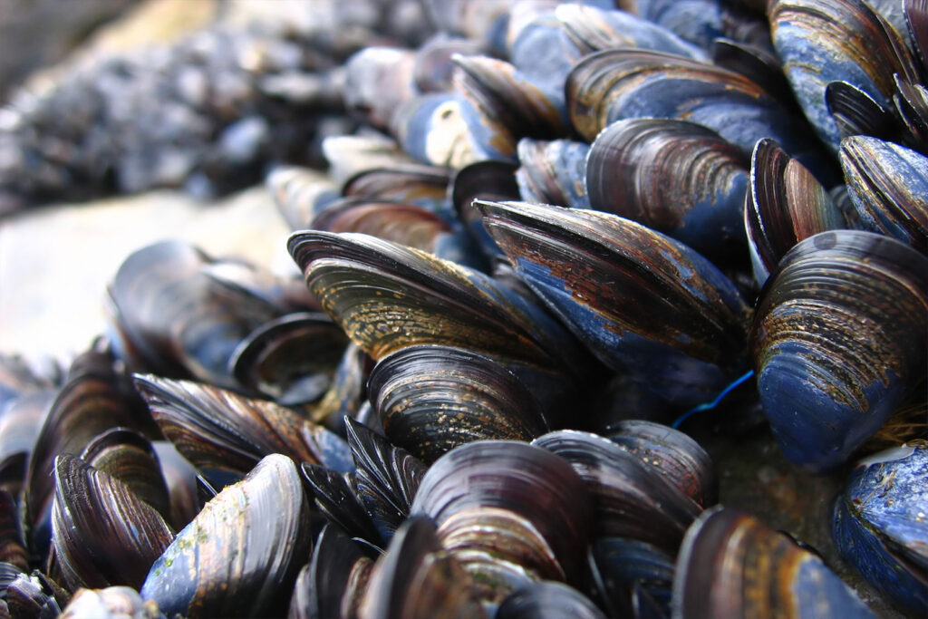 A Mussel How mussels made a Michelin-starred chef - Salon.com