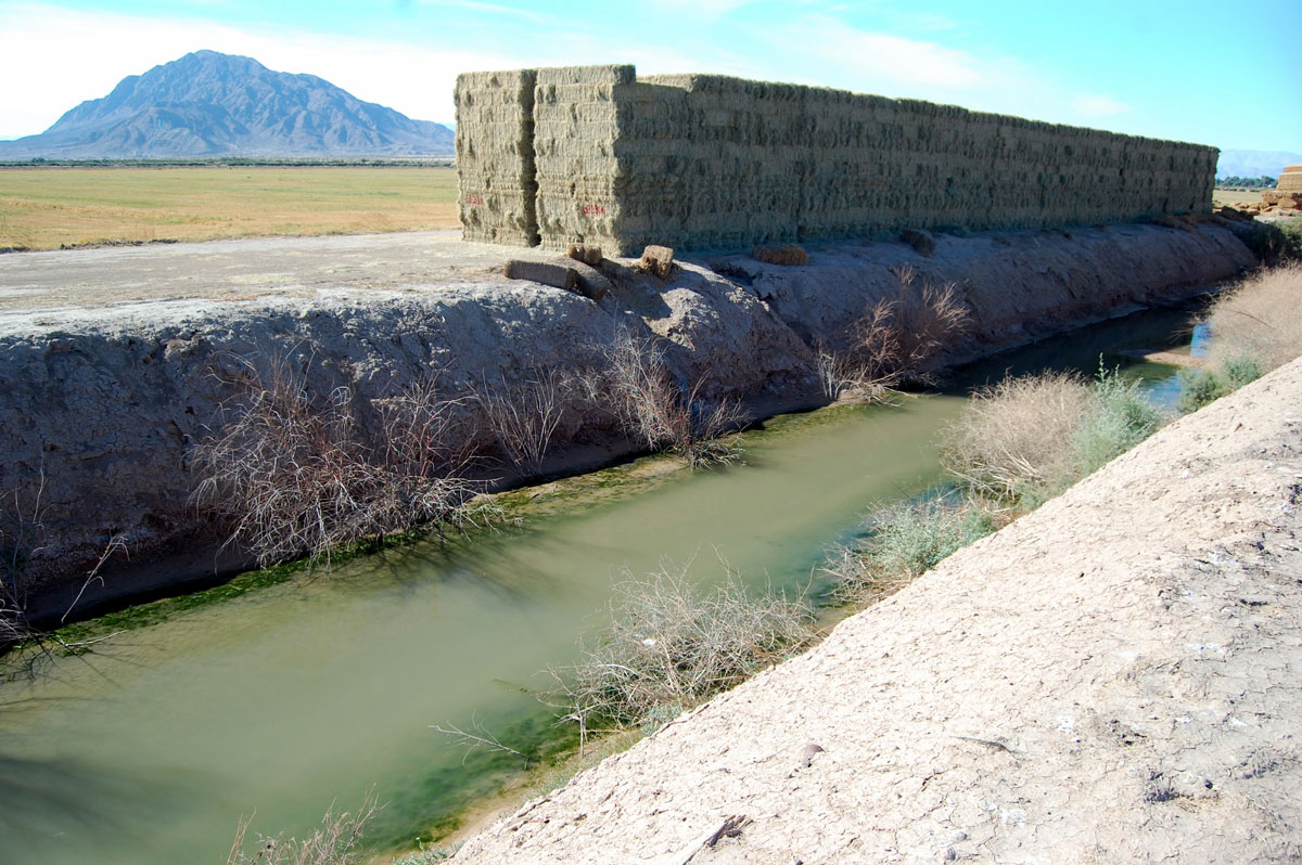 Colorado River cattle-feed crops