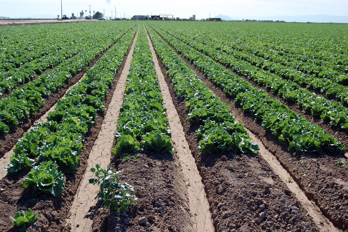 leafy green vegetables in a crop field