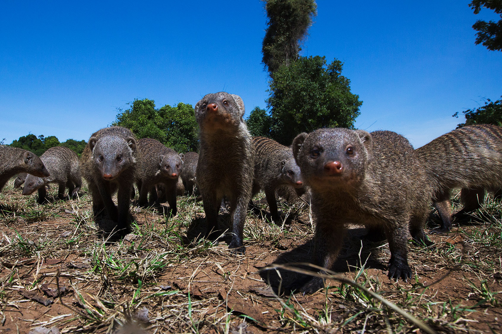 Banded mongoose group approaching with curiosity (Mungos mungo) (Getty Images/Anup Shah)