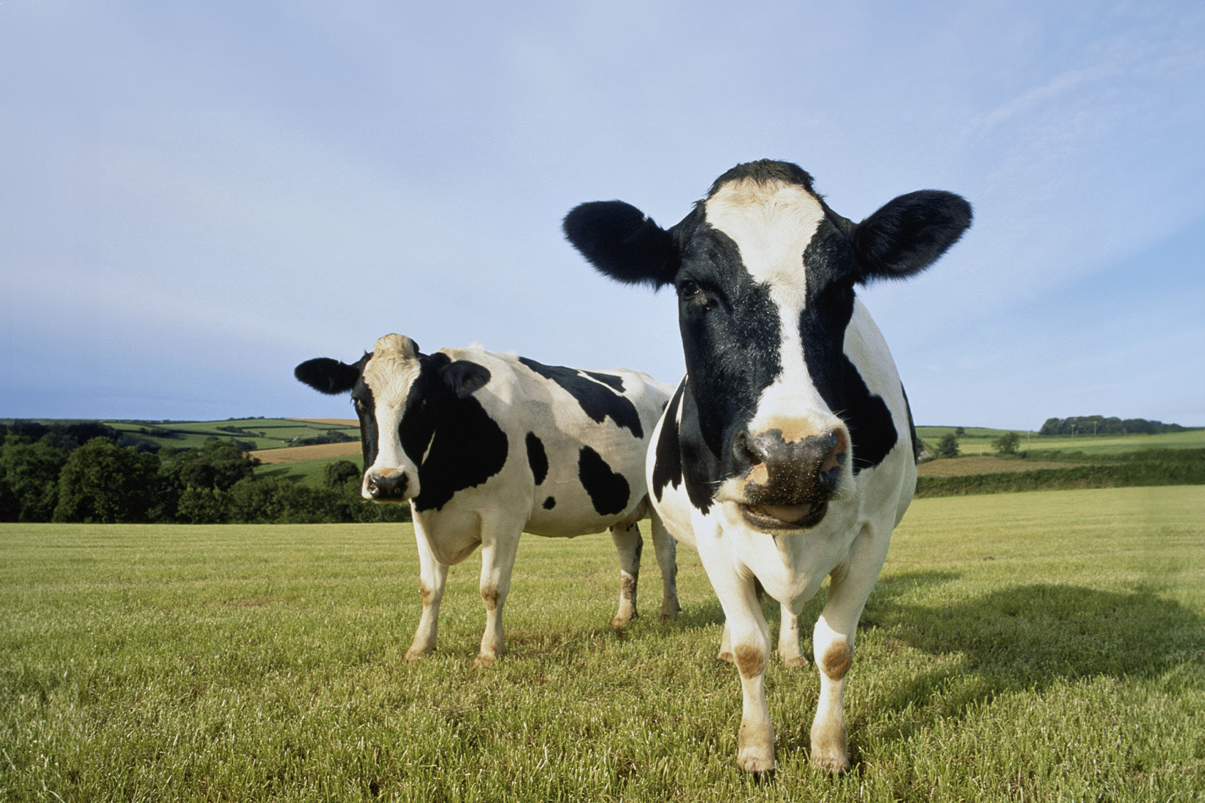 Dairy Cattle (Getty Images/Peter Cade)