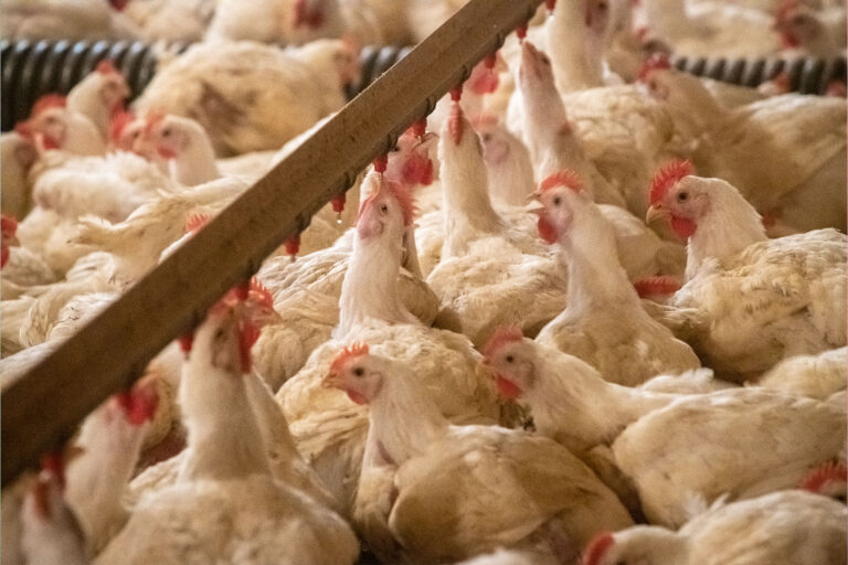 Chickens gathered for water. (Edwin Remsberg/VW Pics/Universal Images Group via Getty Images)