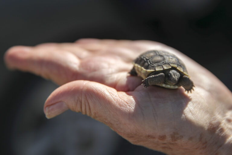 California City, CA - October 10: Lisa LaVelle, a naturalist, holds a desert tortoise hatchling that she found crawling in patio of her Ridgecrest home. LaVelle warns that it is against the law to take any wild tortoise from its habitat and to move any captive tortoise back out in the wild. Photographed on Monday, Oct. 10, 2022 in California City, CA. ((Irfan Khan / Los Angeles Times via Getty Images))