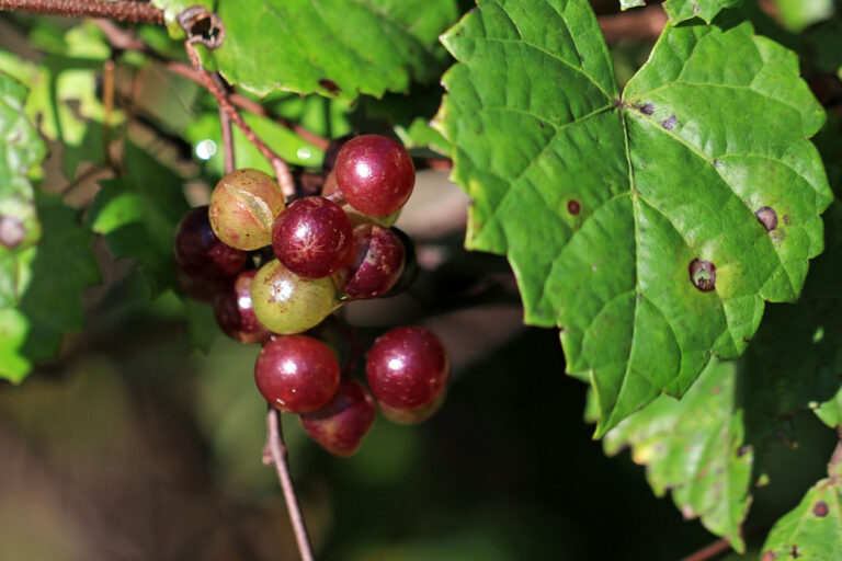 Purple Muscadine fruits on vine (Vitis Rotundifolia) (Getty Images/Zen Rial)