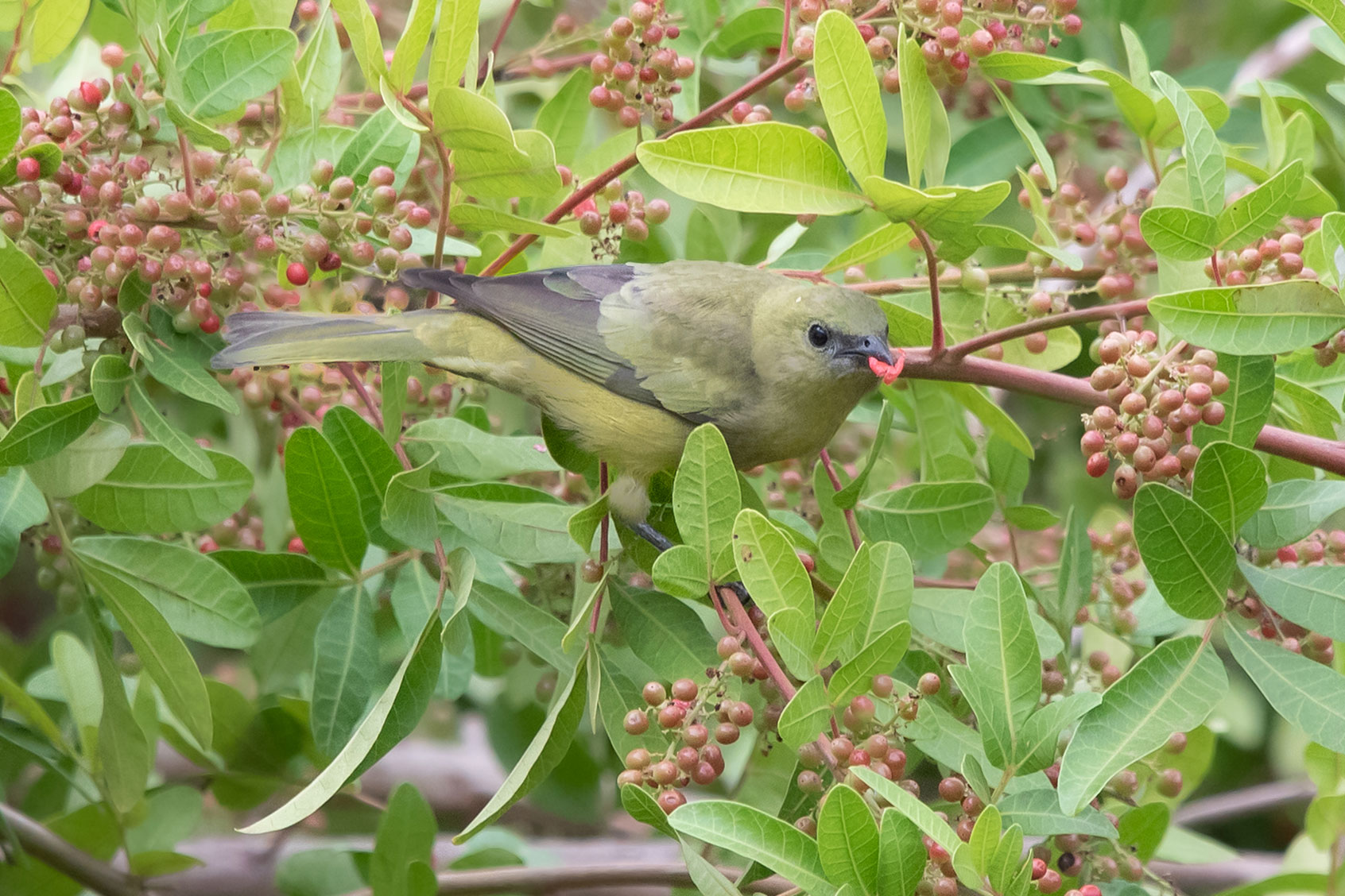 The nondescript Palm Tanager (Thraupis palmarum) feeds on berries and excretes the indigestible seeds elsewhere. This is how the bird is spreading trees. (Mathias Pires)