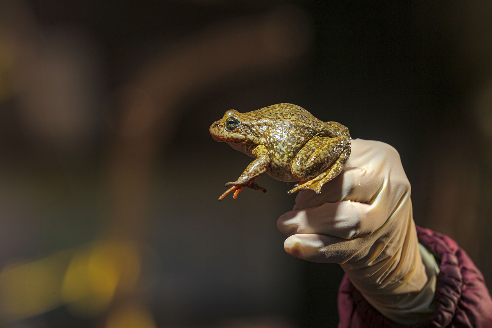 USGS biologist holds an endangered yellow-legged frog recovered from a fire-ravaged stretch of Little Rock Creek, just off Angeles Crest Highway 2 near Wrightwood in the San Gabriel Mountains. (Irfan Khan / Los Angeles Times via Getty Images)