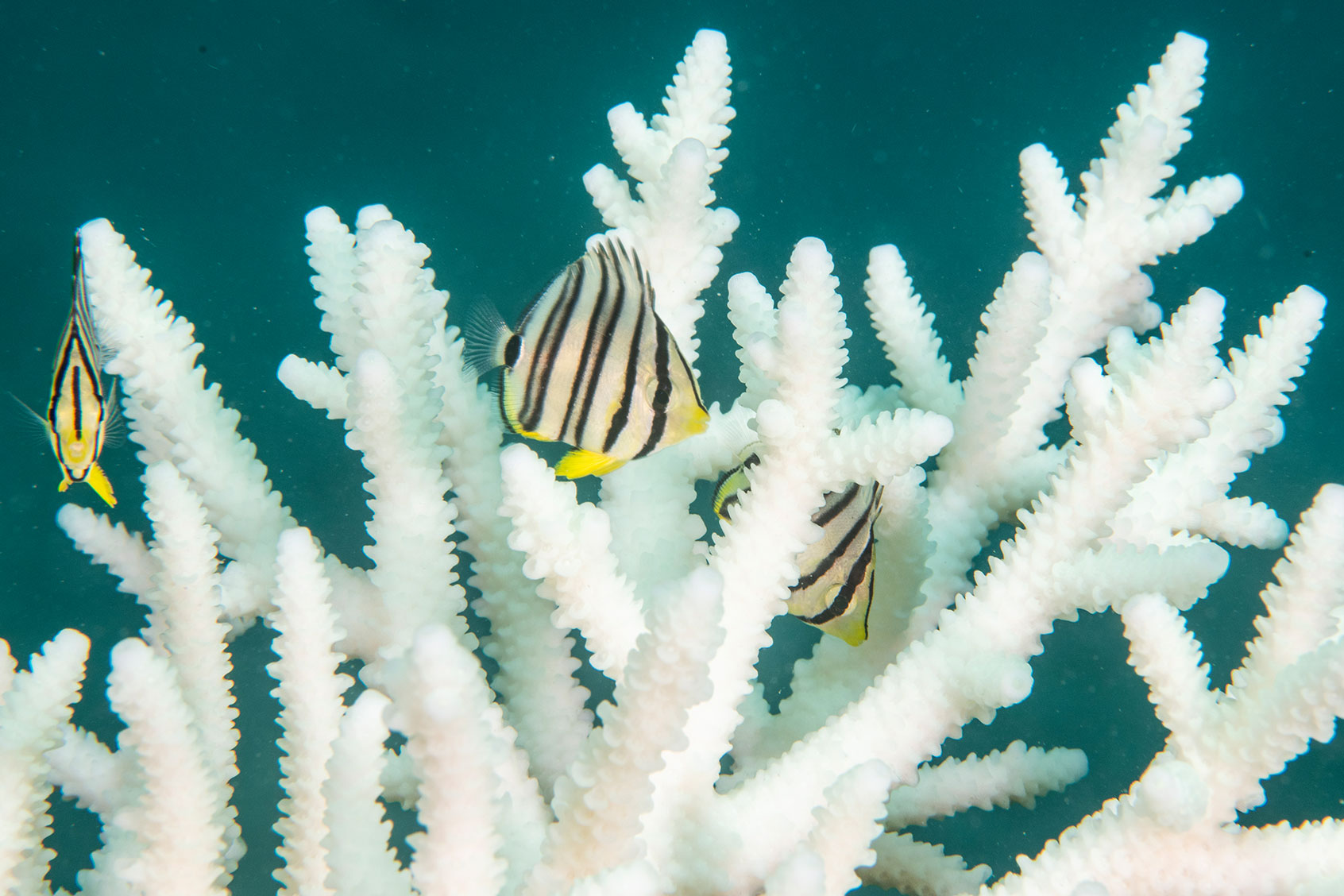 Juvenile Eight-banded butterflyfish (Chaetodon octofasciatus) take shelter among the branches of a bleached Staghorn coral (Acropora sp.) in a reef affected by coral bleaching on May 08, 2024 in Trat, Thailand. (Sirachai Arunrugstichai/Getty Images)