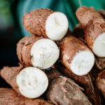 Cassava: The perilous past and promising future of a toxic but