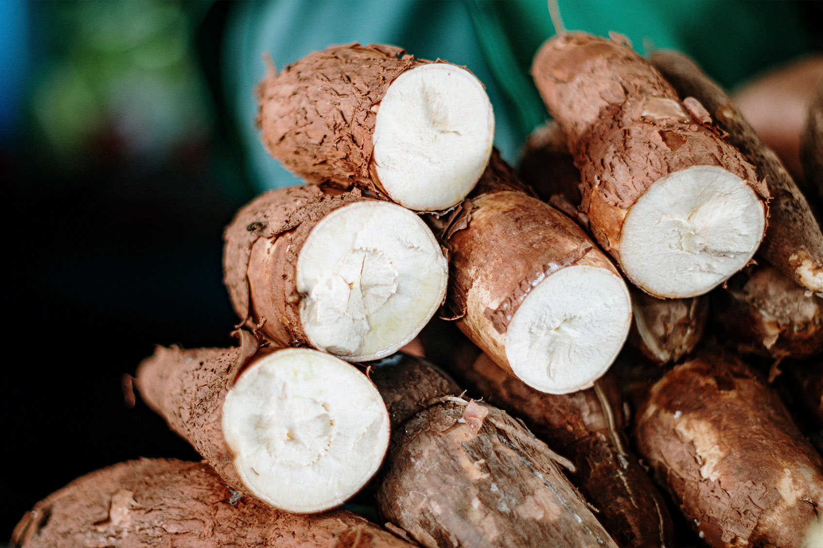 Cassava plants (Getty Images/Gustavo Ramirez)