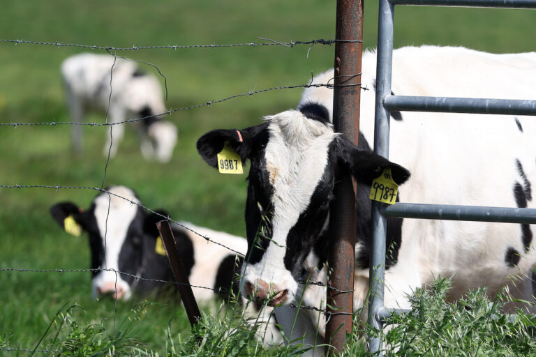 PETALUMA, CALIFORNIA - APRIL 26: Cows graze in a field at a dairy farm on April 26, 2024 in Petaluma, California. The U.S. Department of Agriculture is ordering dairy producers to test cows that produce milk for infections from highly pathogenic avian influenza (HPAI H5N1) before the animals are transported to a different state following the discovery of the virus in samples of pasteurized milk taken by the Food and Drug Administration. ((Photo by Justin Sullivan/Getty Images))