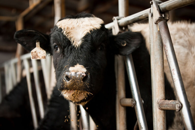 Dairy Cow (Getty Images/Westhoff)