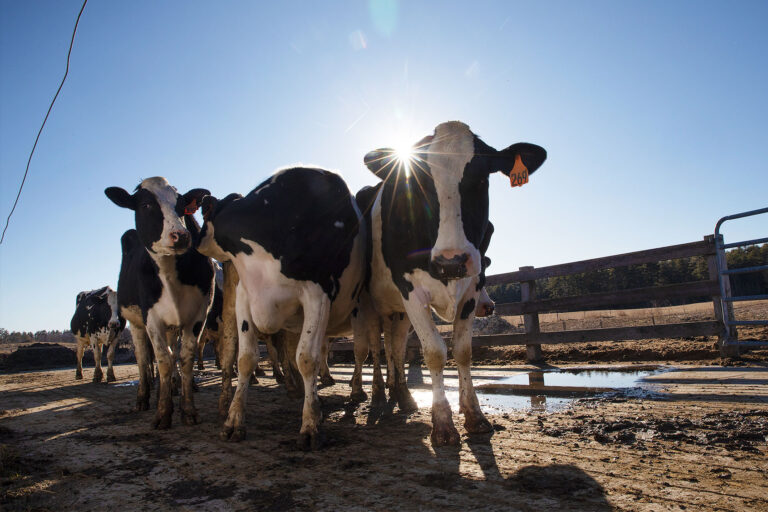 A group of Holstein cows wait to go back to their barn after milking at Sheepscot Valley Farm, an organic dairy farm in Whitefield. (Derek Davis/Portland Press Herald via Getty Images)