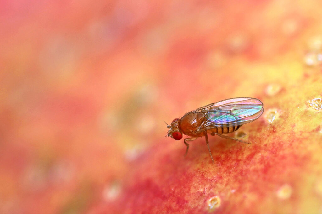 Social butterfly: Behind the “Kevin Bacon” gene that could determines ...