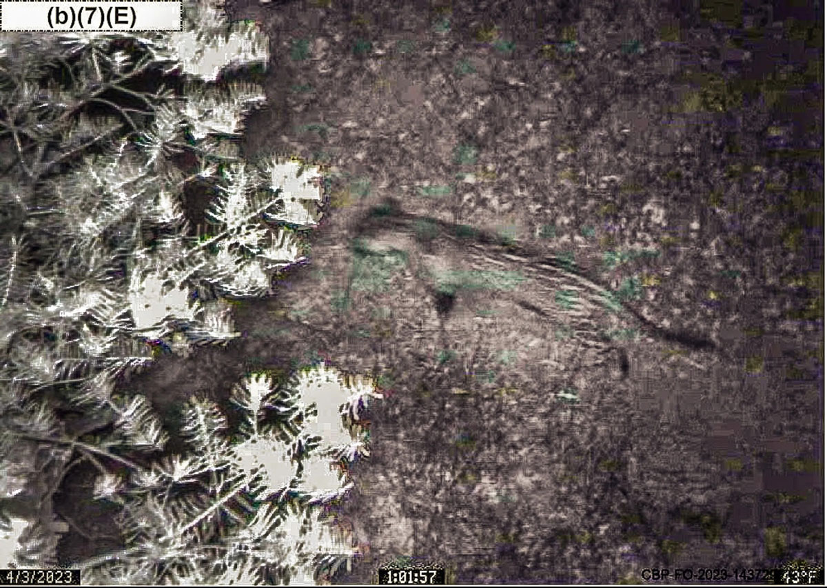 Jaguar footage captured on field camera 2023