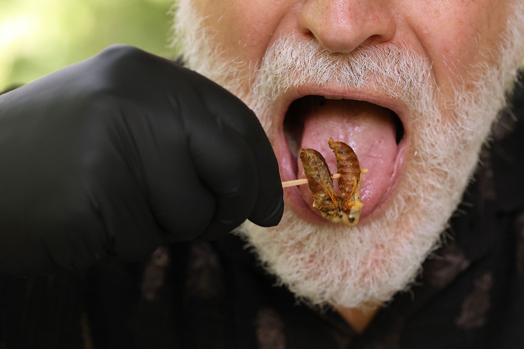 A man samples some of the cicadas he grilled during Cicadafest at Dr. Jim Duke's Green Farmacy Garden on May 22, 2021 in Fulton, Maryland. (Chip Somodevilla/Getty Images)