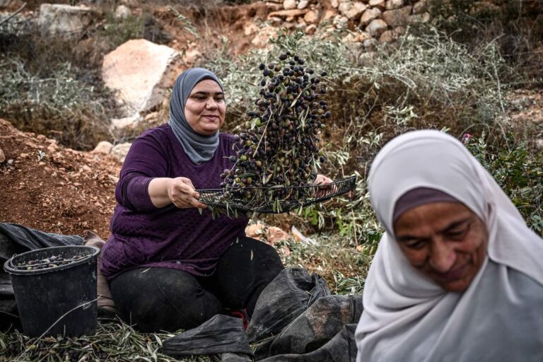 A Palestinian woman shakes olives to filter off leaves during the olive harvest at a grove outside Ramallah in the occupied West Bank on November 11, 2023. (ARIS MESSINIS / Getty Images)