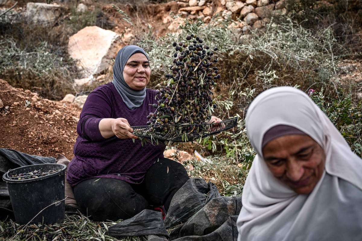 A Palestinian woman shakes olives to filter off leaves during the olive harvest at a grove outside Ramallah in the occupied West Bank on November 11, 2023. (ARIS MESSINIS / Getty Images)