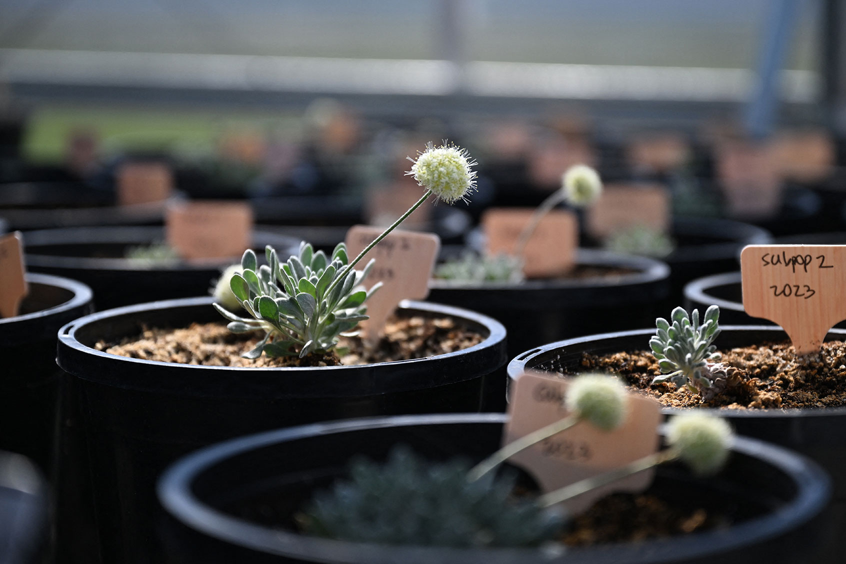 Cultivated Tiehm's buckwheat is seen at Ioneer's Tiehm's buckwheat conservation greenhouse on May 8, 2024 in Gardnerville, Nevada. Tiehm's buckwheat, a rare and endangered wildflower endemic to the Silver Peak Range in Esmeralda County, Nevada grows beside Rhyolite Ridge, the site of a proposed lithium mine. (ROBYN BECK/AFP via Getty Images)