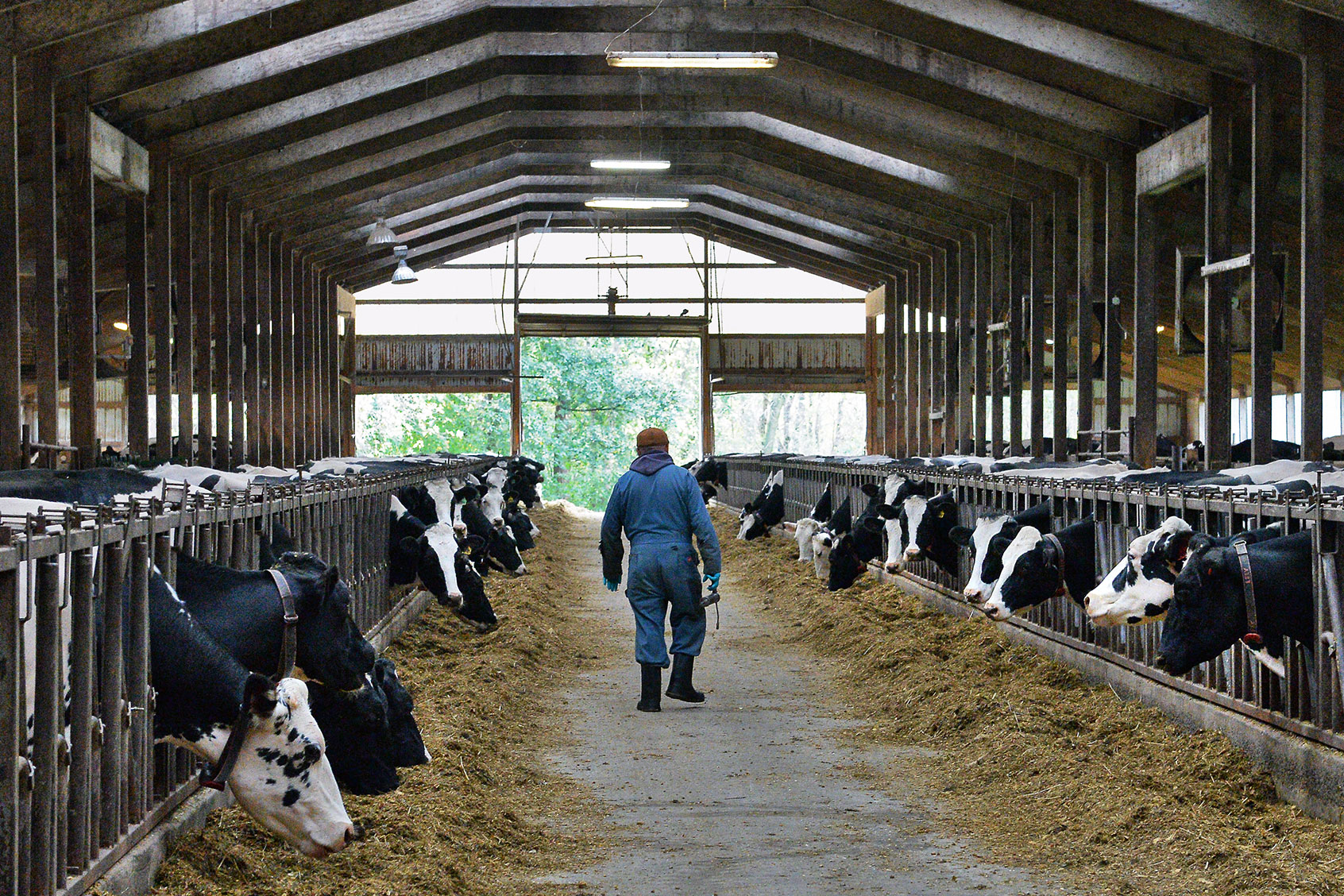 A farm worker walks through one of the barns at the A. Ooms & Sons Dairy Farm Thursday Nov. 2, 2017 in Valatie, NY. (John Carl D'Annibale /Albany Times Union via Getty Images)