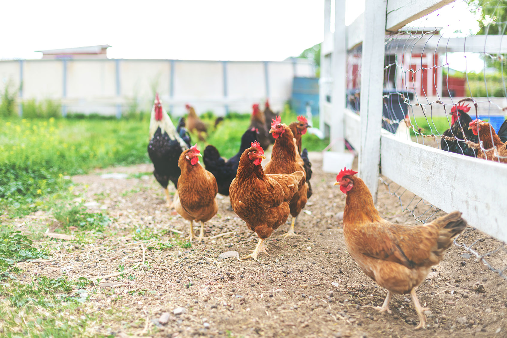 Barnyard Range Free Chickens in Rural Western Colorado Outdoors (Getty Images/eyecrave productions)