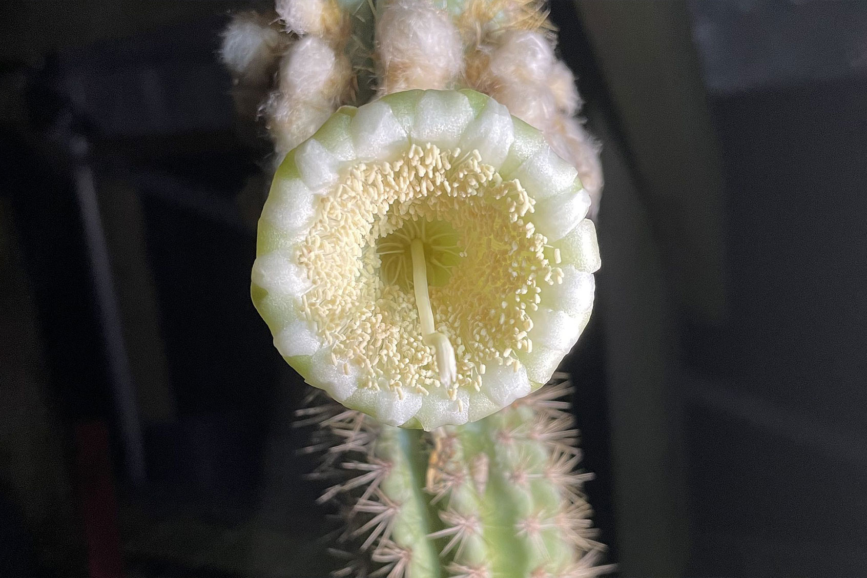 Key Largo tree cactus flower