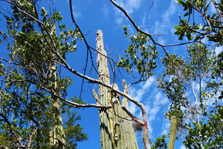 The Key Largo tree cactus can grow to impressive heights. (Photo courtesy of Susan Kolterman)