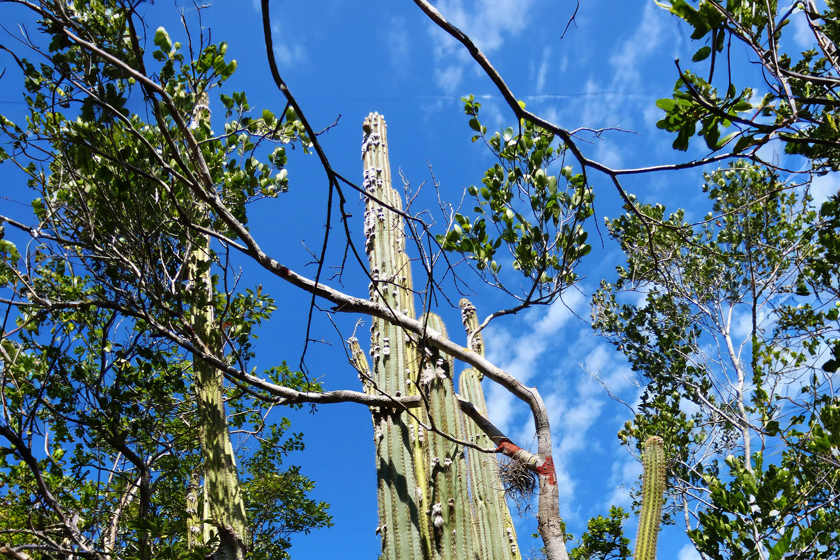 The Key Largo tree cactus can grow to impressive heights. (Photo courtesy of Susan Kolterman)