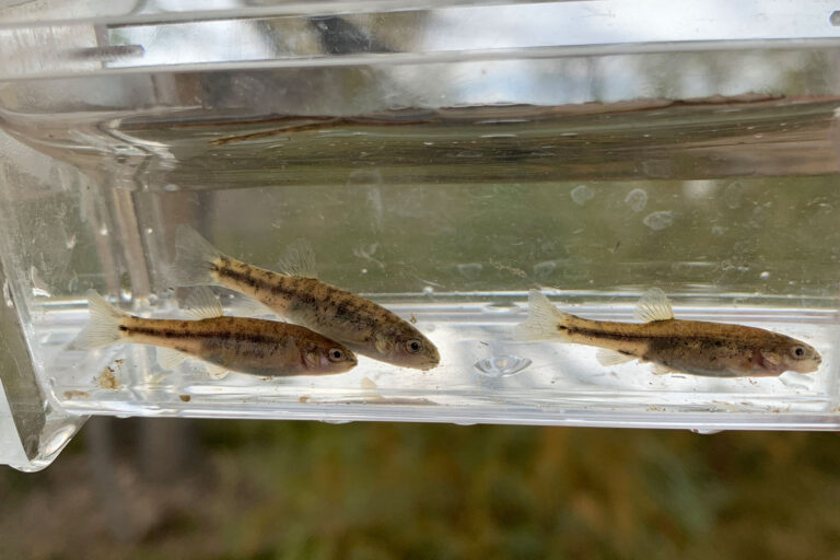 Oasis Valley speckled dace (Photo by Bureau of Land Management)