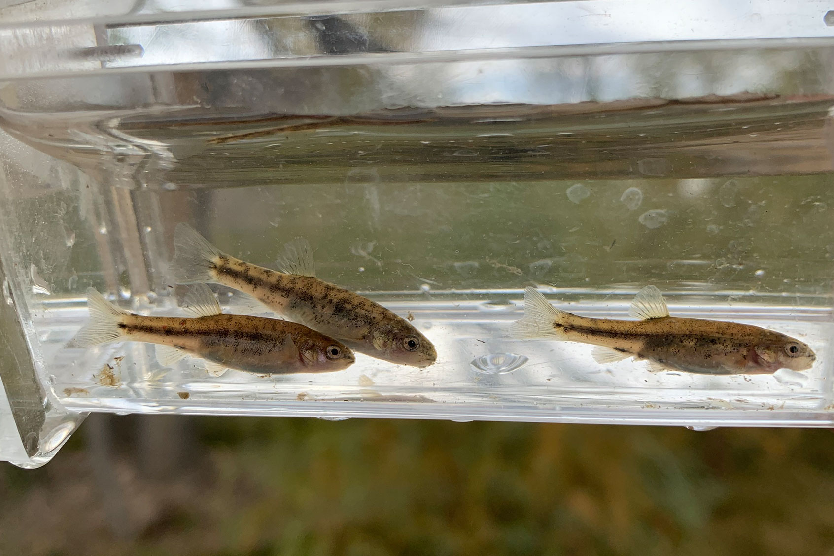 Oasis Valley speckled dace (Photo by Bureau of Land Management)