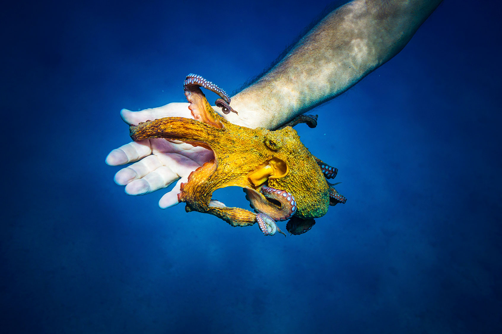 Octopus with diver's hand underwater (Getty Images/Martin Steinthaler)