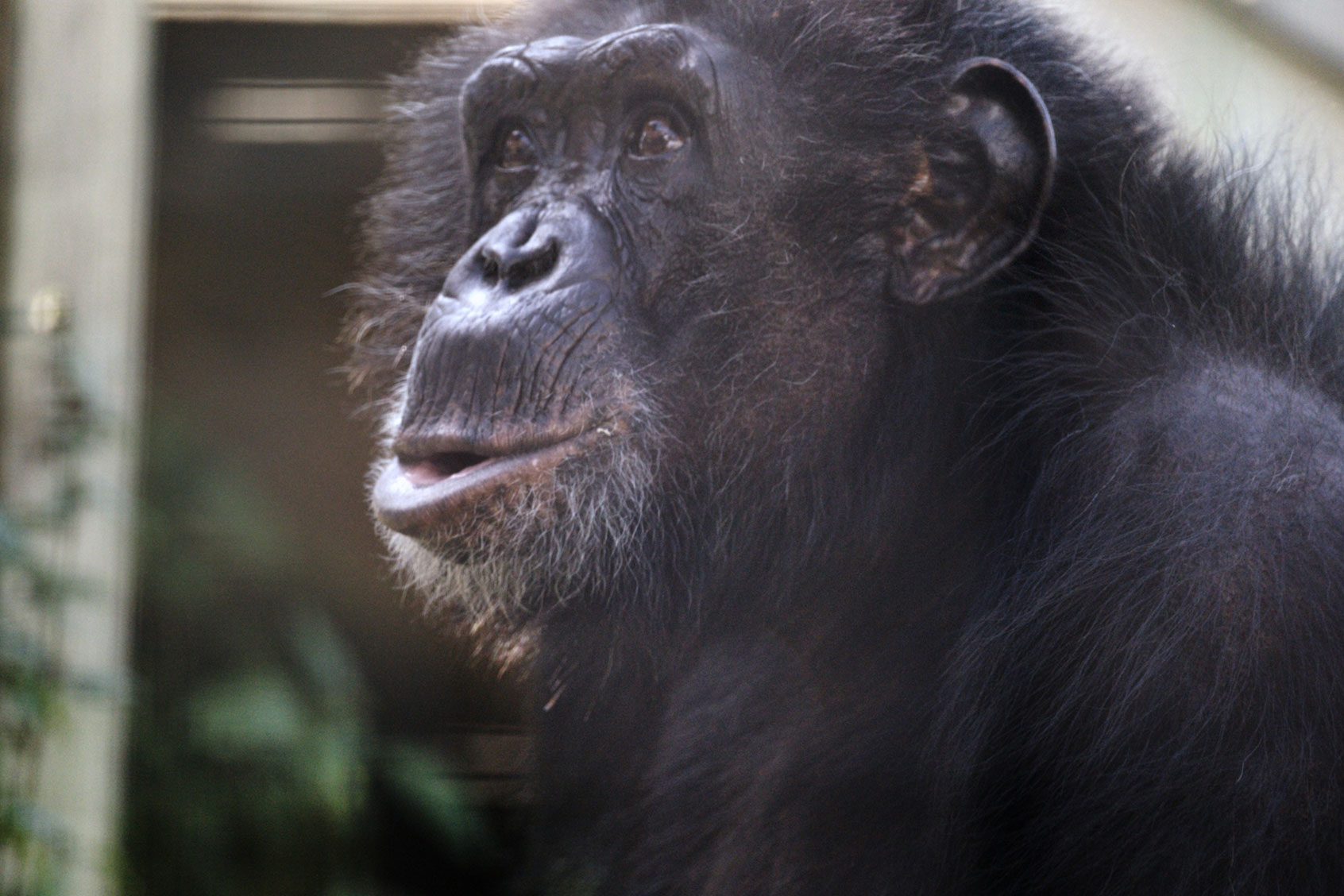 Chimp Crazy