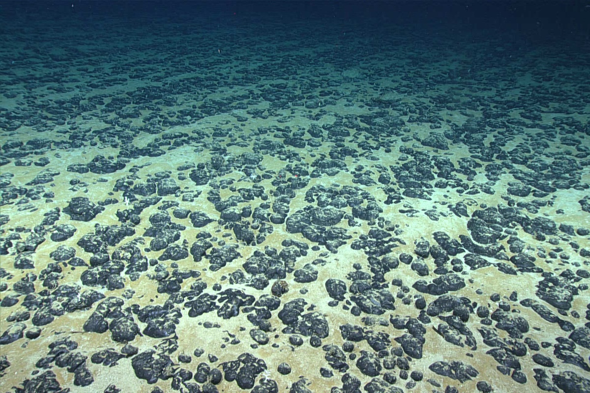 Most of the seafloor explored during Dive 07 of the 2019 Southeastern U.S. Deep-sea Exploration was covered with these manganese nodules, the subject of the Deep Sea Ventures pilot test nearly five decades ago. (Image courtesy of the NOAA Office of Ocean Exploration and Research, 2019 Southeastern U.S. Deep-sea Exploration.)