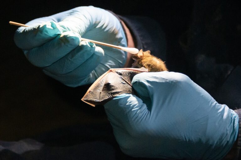 An Arnold Air Force Base team member swabs the muzzle of a tricolored bat in a cave near Arnold AFB, Tennessee, Dec. 5, 2022, to contribute to a study by Virginia Tech concerning the species and white-nose syndrome. WNS is named for a fungus that often looks like white fuzz on the muzzles of infected bats. Currently, there is not a cure for the disease. ((U.S. Air Force photo by Jill Pickett))