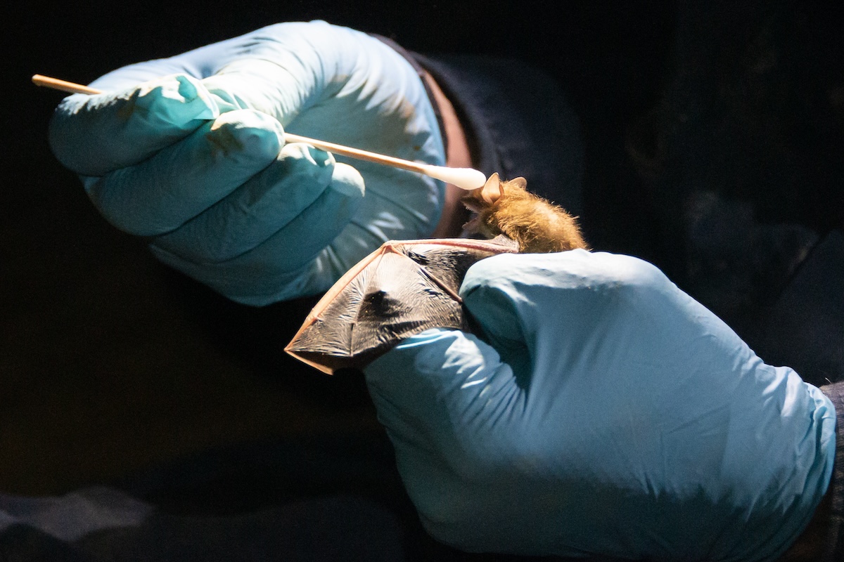 An Arnold Air Force Base team member swabs the muzzle of a tricolored bat in a cave near Arnold AFB, Tennessee, Dec. 5, 2022, to contribute to a study by Virginia Tech concerning the species and white-nose syndrome. WNS is named for a fungus that often looks like white fuzz on the muzzles of infected bats. Currently, there is not a cure for the disease. ((U.S. Air Force photo by Jill Pickett))