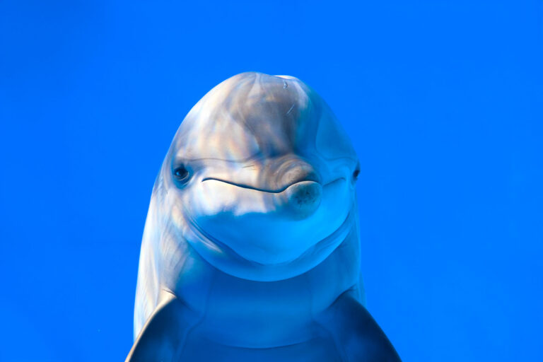 Dolphin in aquarium (Getty Images/vdorse)