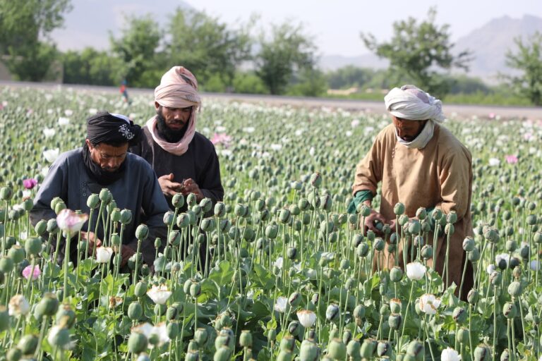 KANDAHAR, AFGHANISTAN - APRIL 06: Afghan workers work at poppy field in Kandahar, Afghanistan on April 06, 2022. Farmers demand an alternative for plantations after Taliban's ban on poppy cultivation. (Photo by Sayed Khodaiberdi Sadat/Anadolu Agency via Getty Images)