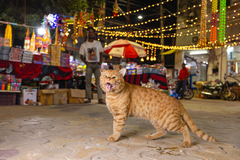 Orange cat in New Delhi (Andrew Marttila)