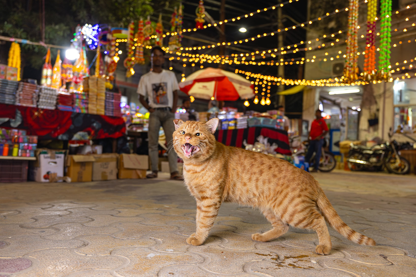 Orange cat in New Delhi (Andrew Marttila)