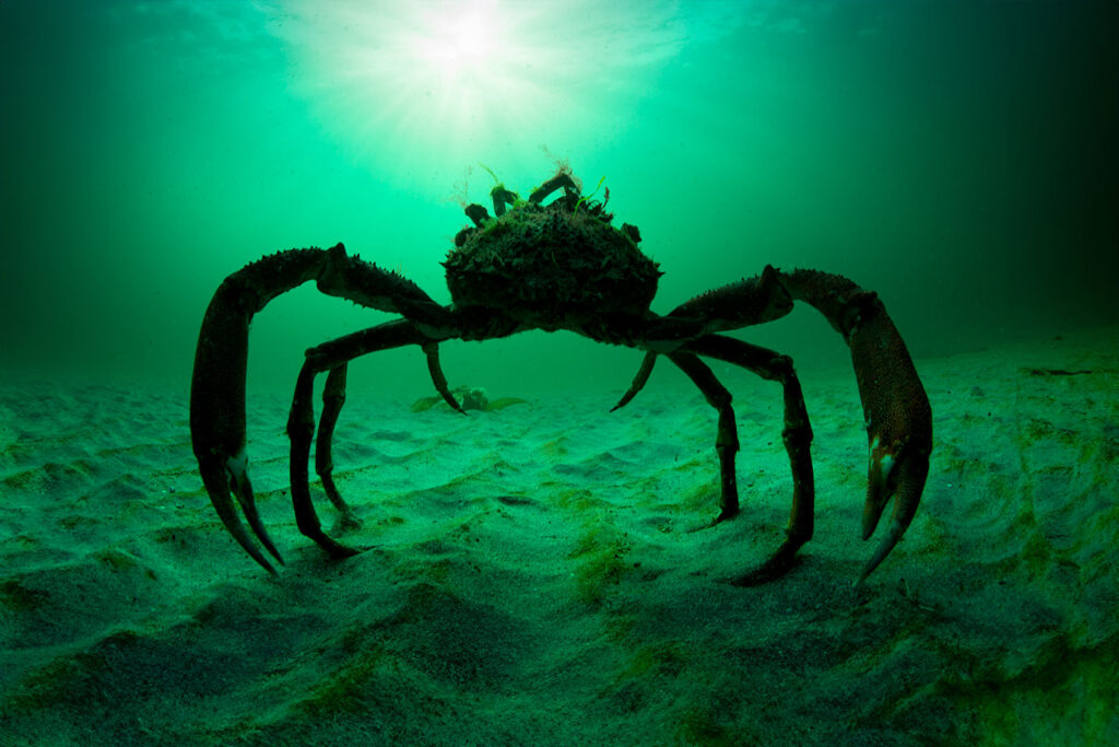 Nature keeps evolving crabs and the internet is obsessed. What's