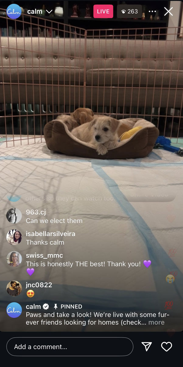 Calm - Puppy Livestream